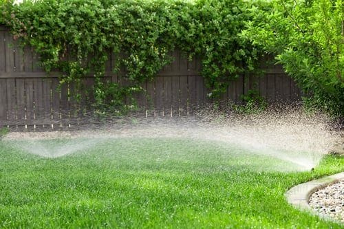 Sprinkler heads watering a healthy green lawn beside a wood fence and mature landscaping
