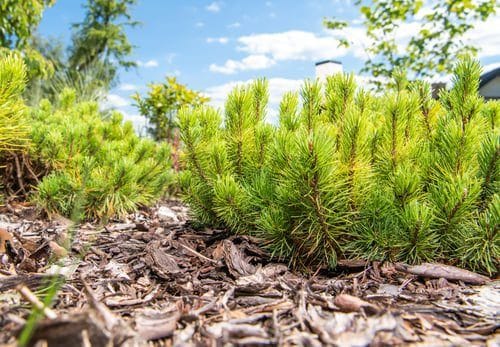 Freshly planted evergreen shrubs in a mulched garden bed under blue sky in Monterey County